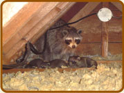 Raccoon family in the attic