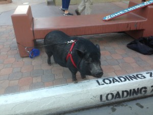 George the Pot Bellied Pig in Palm Springs