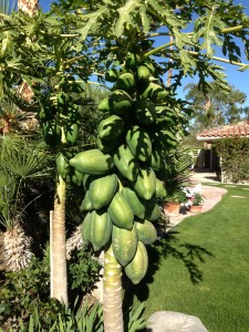Papaya Tree in Palm Springs